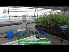 การ วาง แสตรอเบอรี่ ที่ วาง ตะลึง ประหยัด พื้นที่