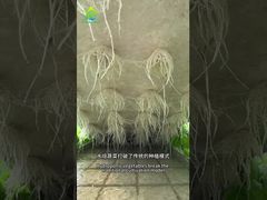 ระบบปลูกที่ไม่มีดิน DWC