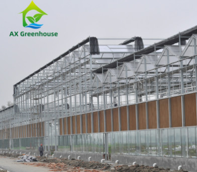กระจกนิรภัยเชิงพาณิชย์ประเภท Venlo เรือนกระจก Multispan สำหรับการเกษตร