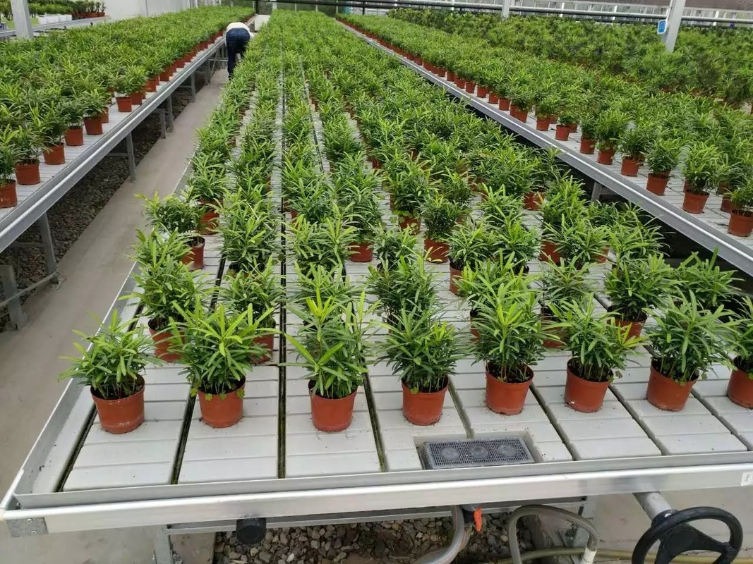 Grow Table Flood Tray Rolling Ebb และ Flow Bench สำหรับต้นกล้าเรือนกระจก