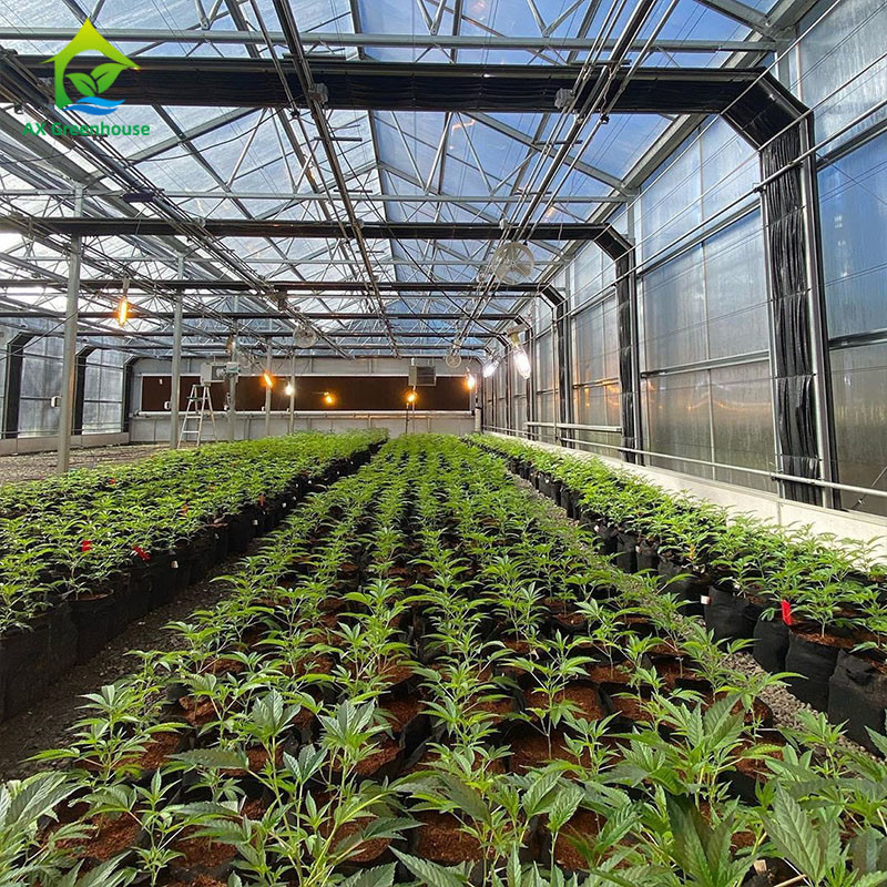 PE Film 220V Auto Light Deprivation Greenhouse 100% Blackout High Tunnel Greenhouse สำหรับปลูกกัญชา