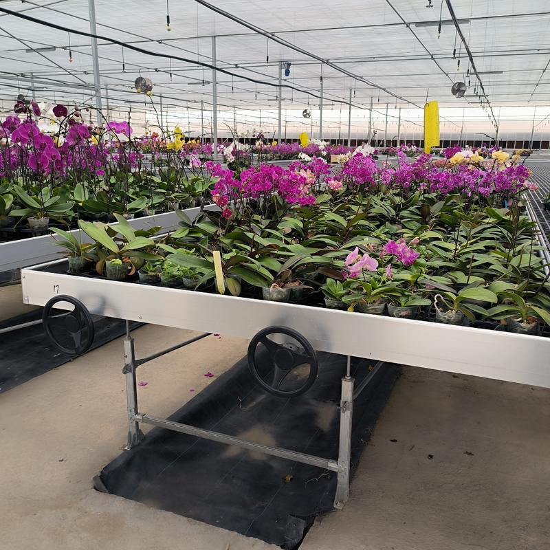 Ebb และน้ําท่วม Hydroponic โต๊ะเคลื่อนย้าย Rolling Bench สําหรับการเติบโตของพืชในเรือนกระจก