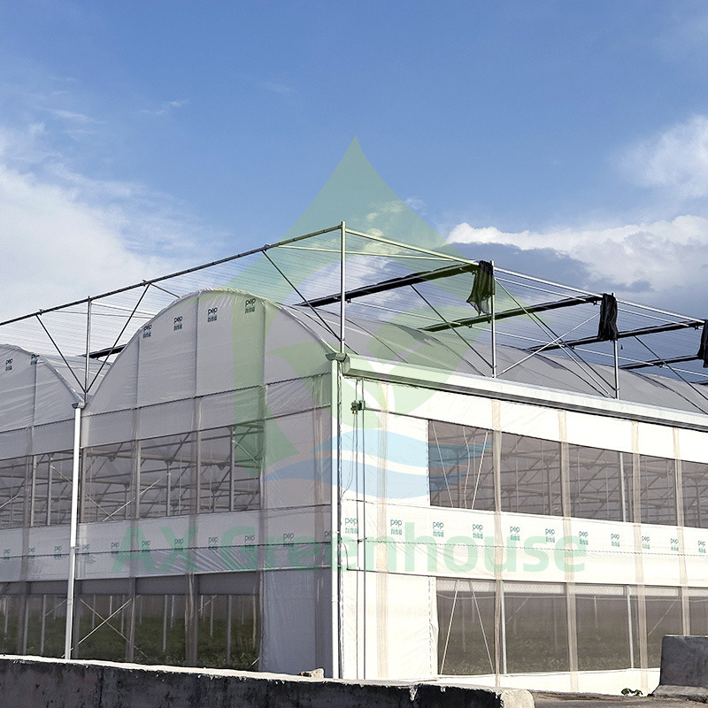 พลาสติก PE Film Multi Span Tomato Poly Tunnel Greenhouse สําหรับผลไม้ ผักผัก พร้อมเครือเงา