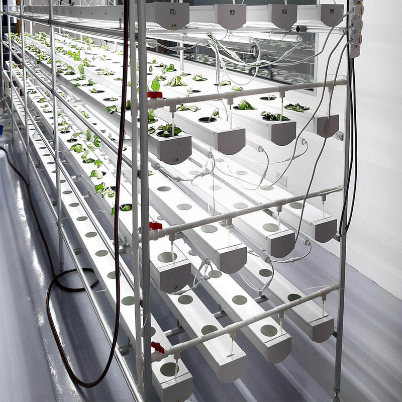 การเกษตรภายในที่ไร้ดิน การปลูกสตรอเบอรี่ PVC Tube สําหรับ Hydroponics ระบบ NFT สําหรับขาย