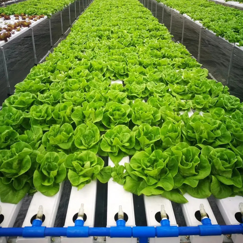 การเกษตรภายในที่ไร้ดิน การปลูกสตรอเบอรี่ PVC Tube สําหรับ Hydroponics ระบบ NFT สําหรับขาย