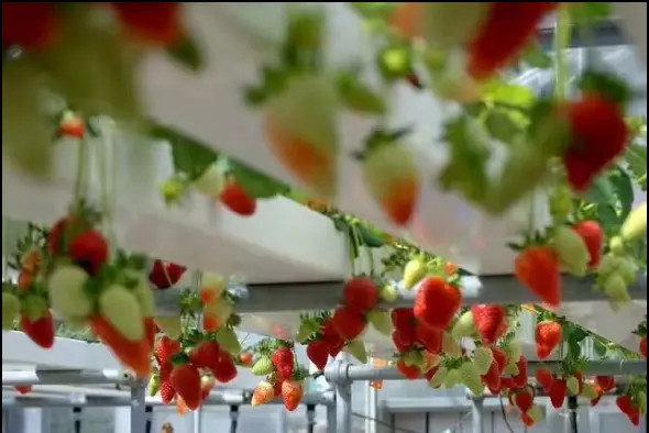การเกษตรภายในที่ไร้ดิน การปลูกสตรอเบอรี่ PVC Tube สําหรับ Hydroponics ระบบ NFT สําหรับขาย