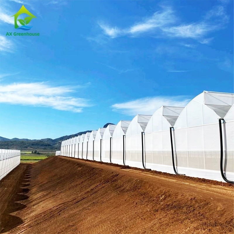 โฟมยูวีพลาสติก โพลีทุนเนล โรงงานเกษตร โซว์เทนท์ มัลติสเปน บ้านเรือนกระจก
