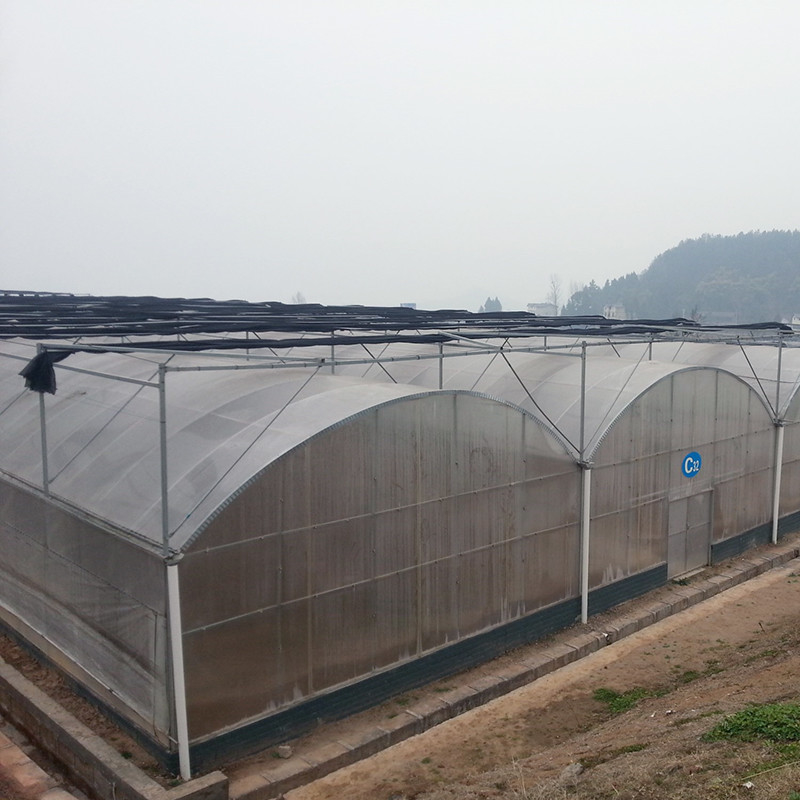 โรงงานเรือนกระจก Poly Tunnel ที่น่าเชื่อถือ โครงงานเหล็กกันสนิม