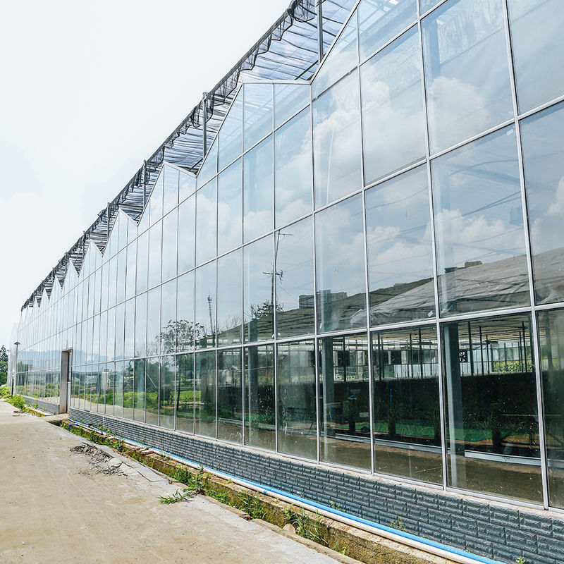 การปลูกสวน การปลูกดอกไม้การเกษตร ประเภทเวนโลว์ สต๊อปแก้วปลูกเมล็ด