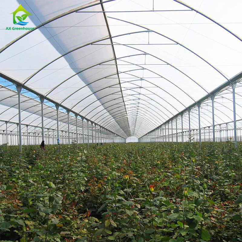 โรงเรือนปลูกผักแบบหลายช่วงขนาดใหญ่สำหรับปลูกผักใบ, มะเขือเทศ, แตงกวา, พริก, มะเขือ, สตรอว์เบอร์รี, แตงโม