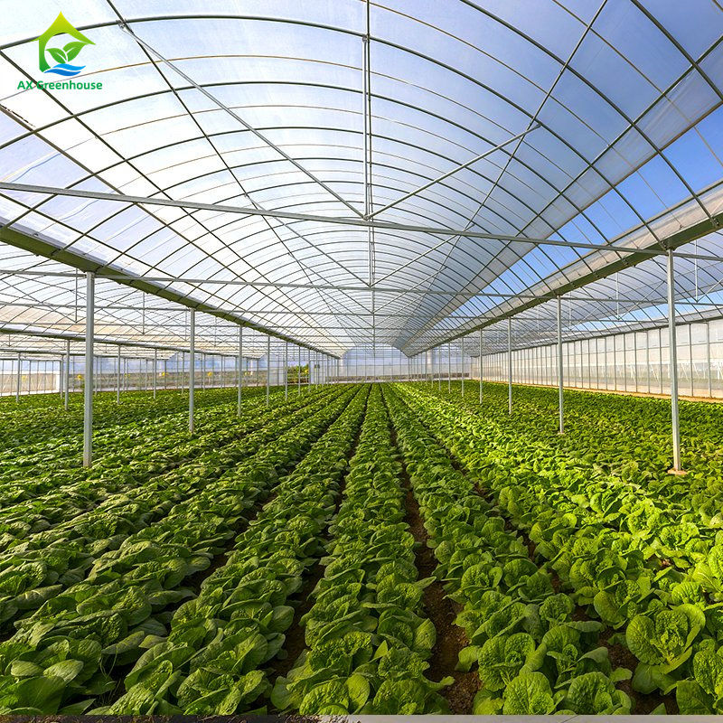 โรงเรือนปลูกผักแบบหลายช่วงขนาดใหญ่สำหรับปลูกผักใบ, มะเขือเทศ, แตงกวา, พริก, มะเขือ, สตรอว์เบอร์รี, แตงโม