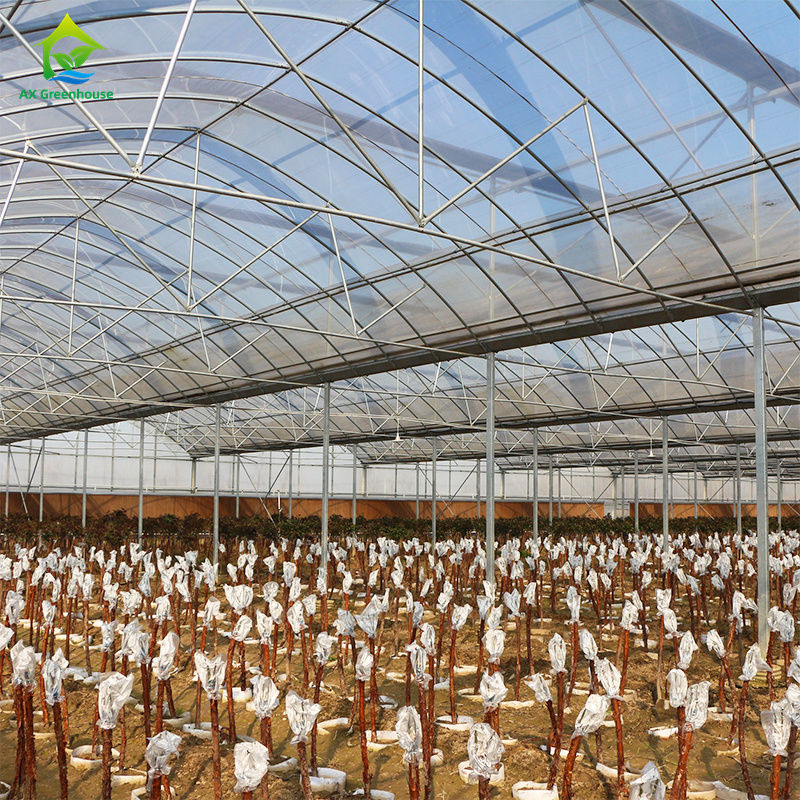 โรงเรือนปลูกผักแบบหลายช่วงขนาดใหญ่สำหรับปลูกผักใบ, มะเขือเทศ, แตงกวา, พริก, มะเขือ, สตรอว์เบอร์รี, แตงโม