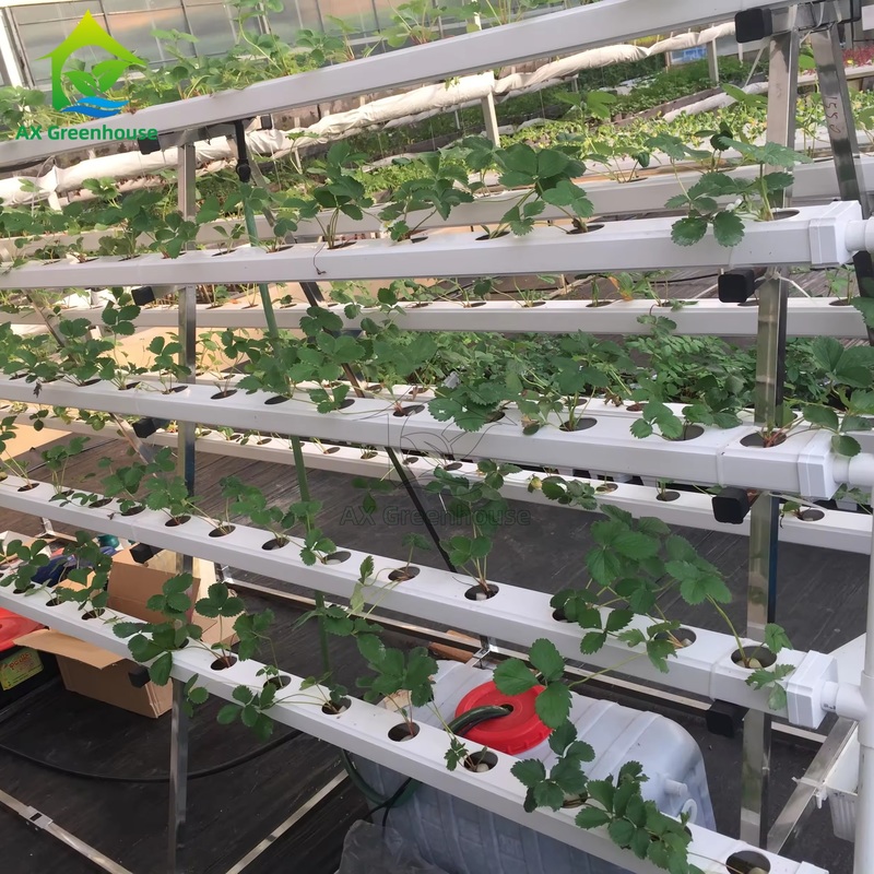 ระบบการปลูกพืชไร้ดินในโรงเรือนแบบ A-frame เทคนิคการปลูกพืชแบบ NFT (Nutrient Film Technique) ช่องทางปลูกผักที่มีประสิทธิภาพ