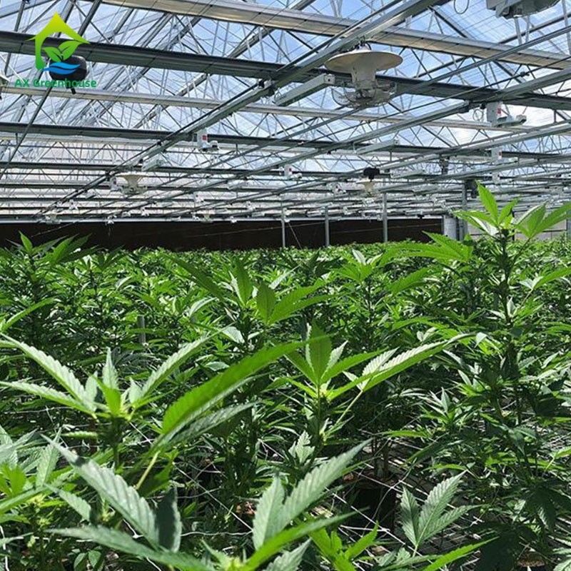 Automated Hemp Light Deprivation เรือนกระจกมหาดไทย Blackout Muti-span Greenhouses