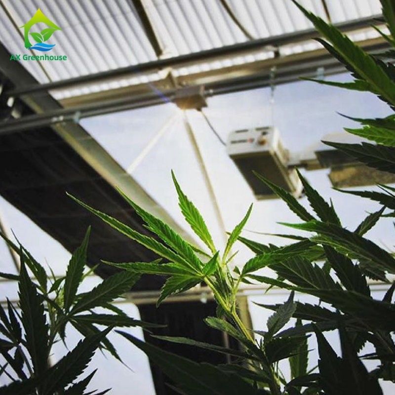Automated Hemp Light Deprivation เรือนกระจกมหาดไทย Blackout Muti-span Greenhouses